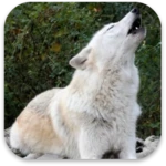 wolf live wallpaper android application logo